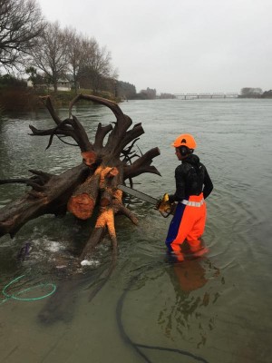 Tree Removal