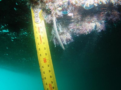 Bio Security Hull Clearance Surveys Bio Security Hull Clearance Surveys