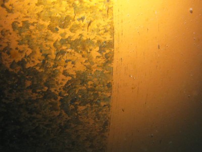 Bio Security Hull Clearance Surveys Bio Security Hull Clearance Surveys
